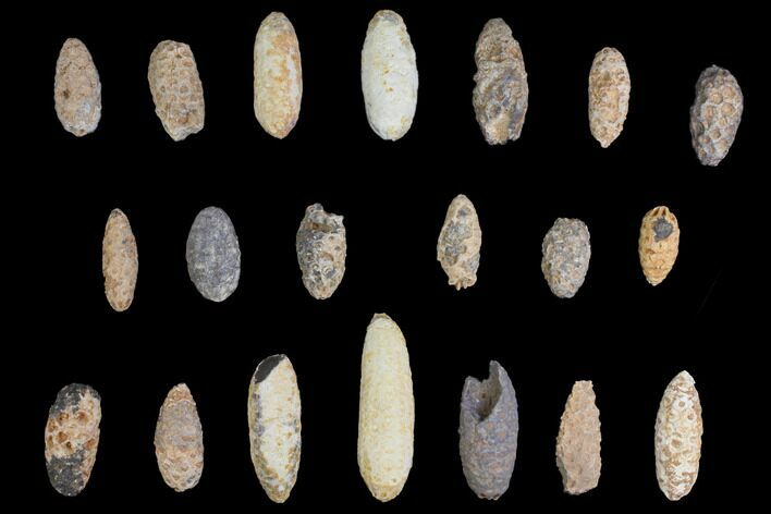 Lot: Fossil Seed Cones (Or Aggregate Fruits) - Pieces #148848